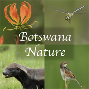 Is Botswana Wildlife Guide down or not working?