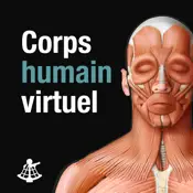 Corps humain virtuel - pannes et problèmes